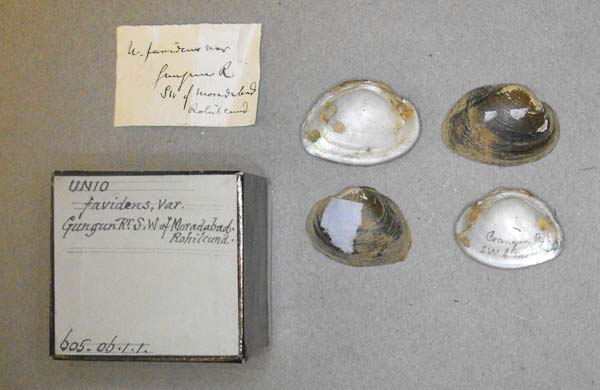 specimen