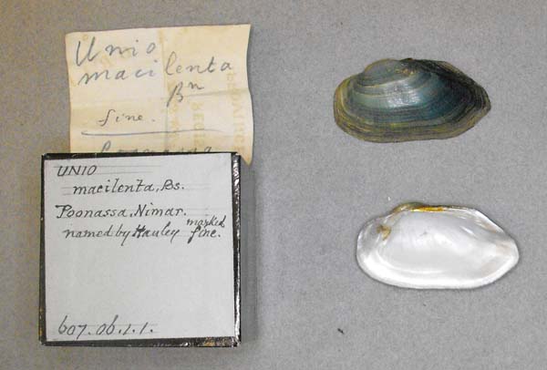 specimen