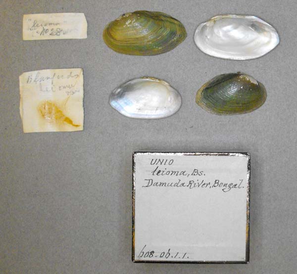 specimen