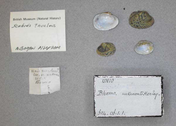 specimen