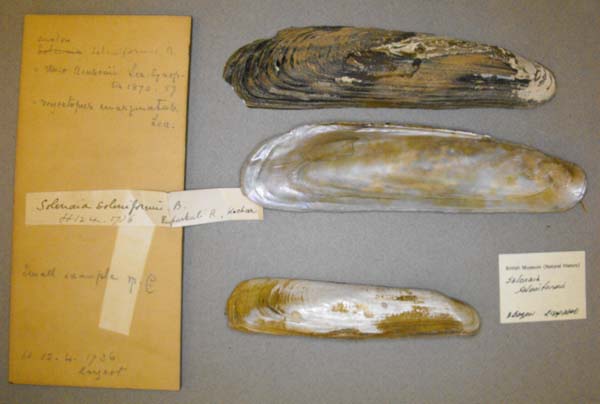 specimen