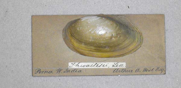 specimen