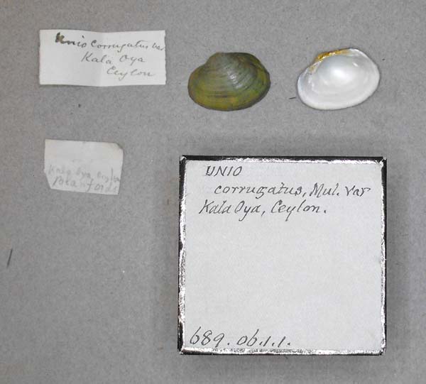 specimen