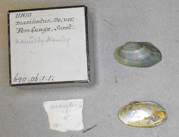 specimen