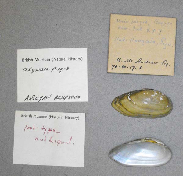 specimen