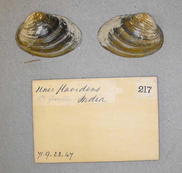 specimen