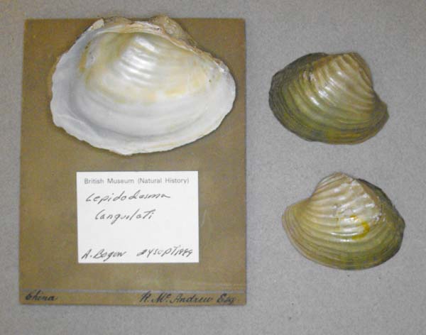 specimen
