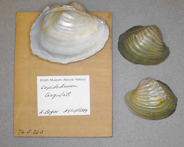 specimen