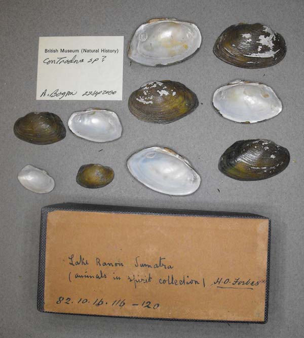 specimen