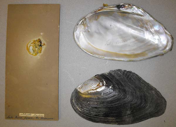 specimen