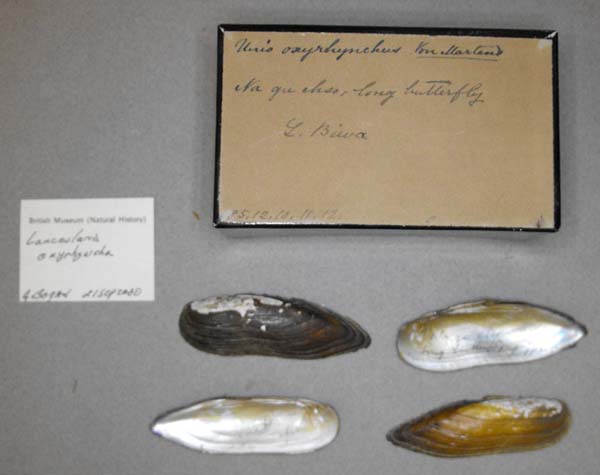 specimen
