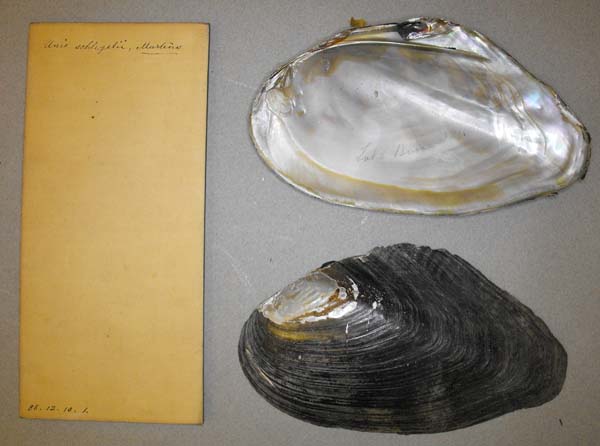 specimen