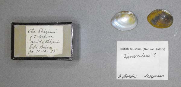 specimen