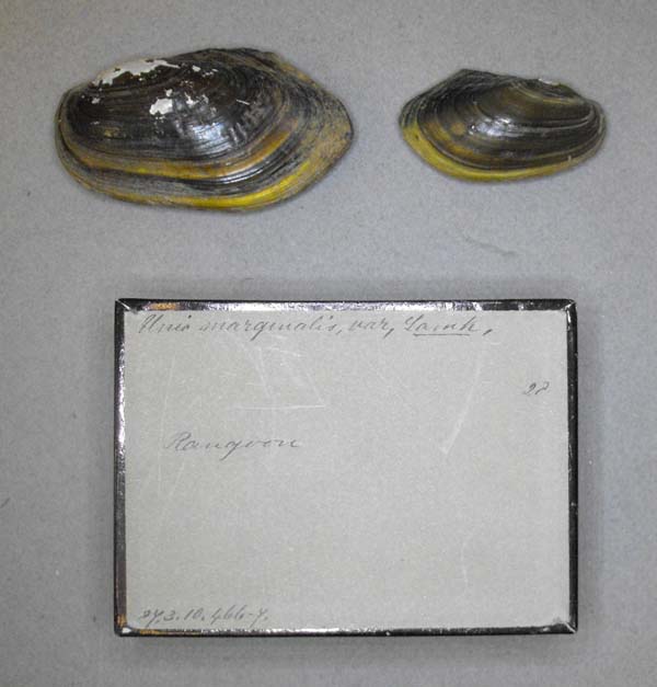 specimen