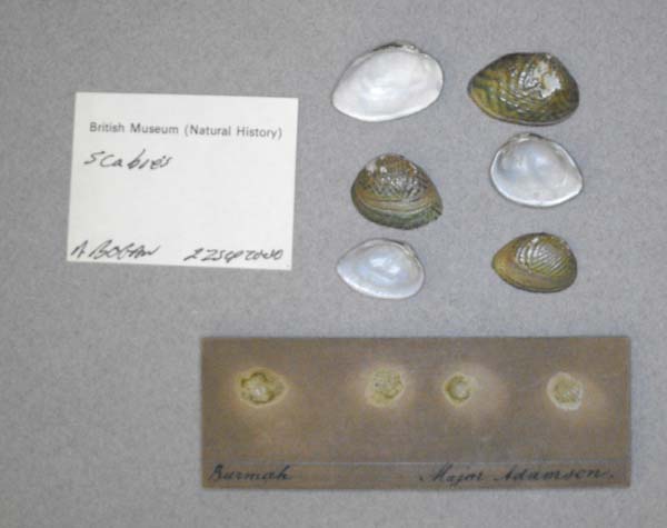 specimen