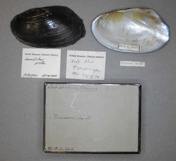 specimen