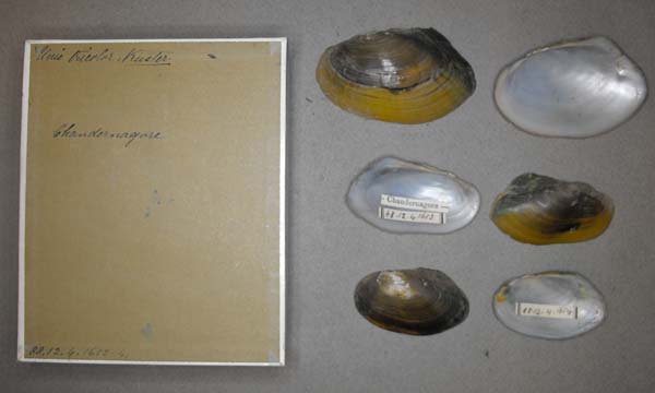 specimen
