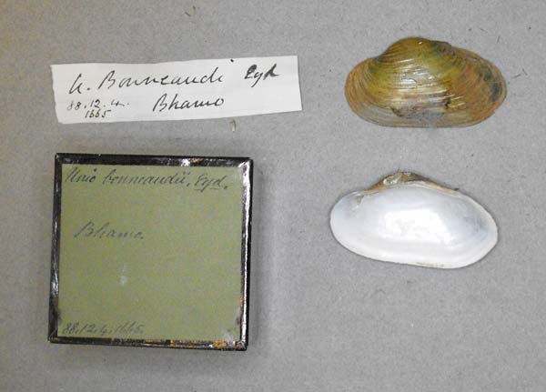 specimen