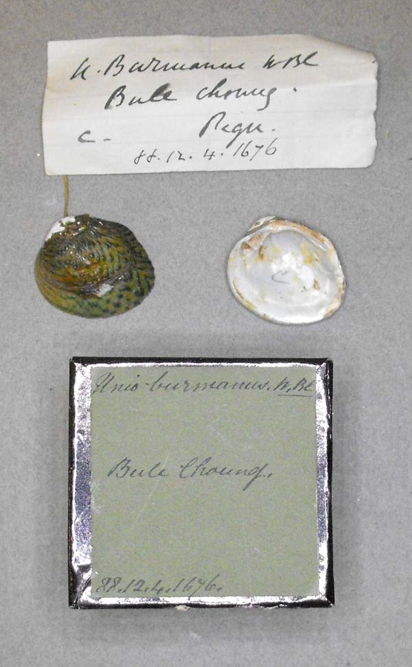 specimen