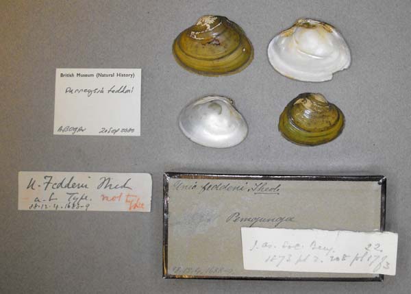 specimen