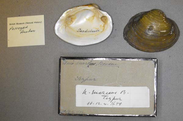 specimen