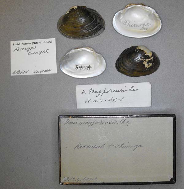 specimen