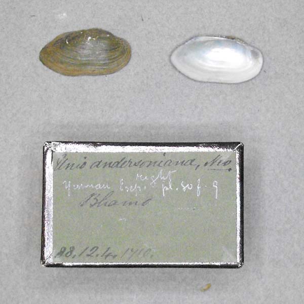 specimen