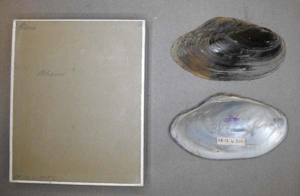 specimen