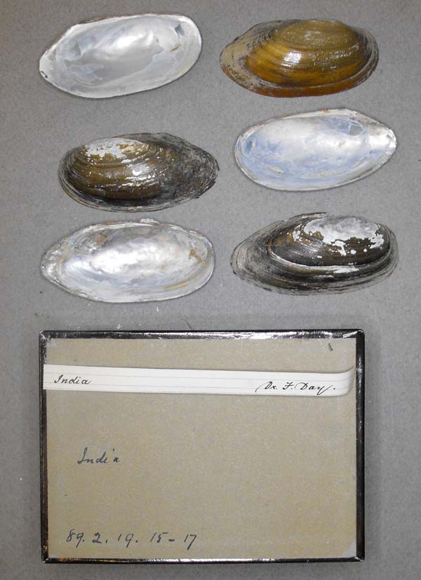 specimen