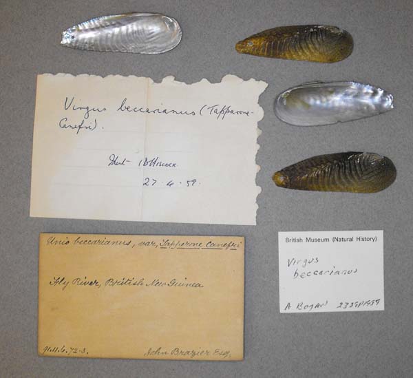 specimen