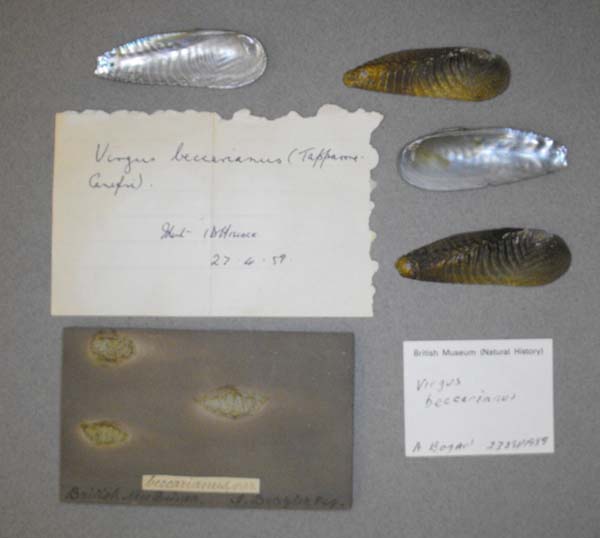 specimen