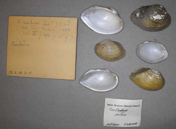 specimen
