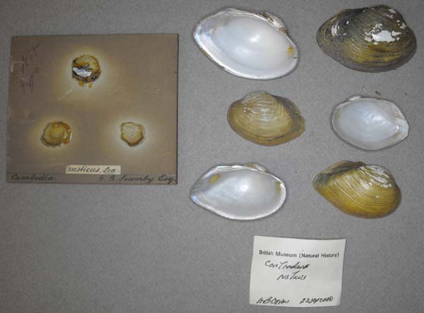 specimen