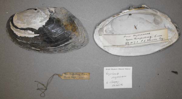 specimen