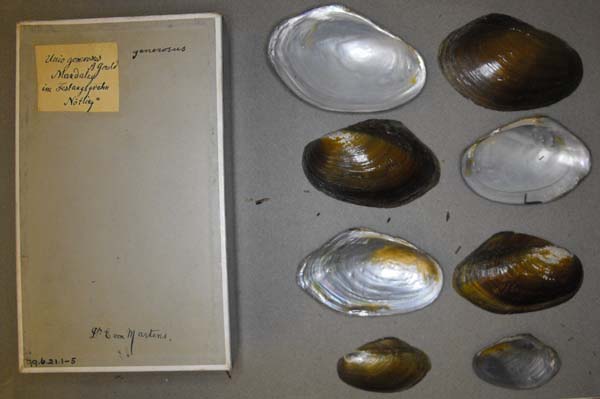 specimen