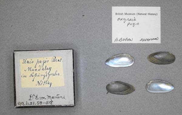 specimen