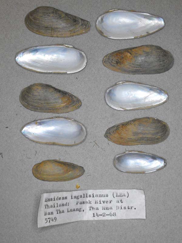 specimen