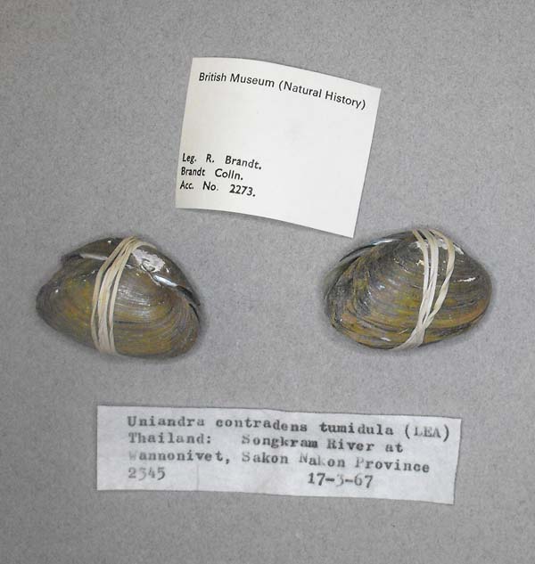 specimen