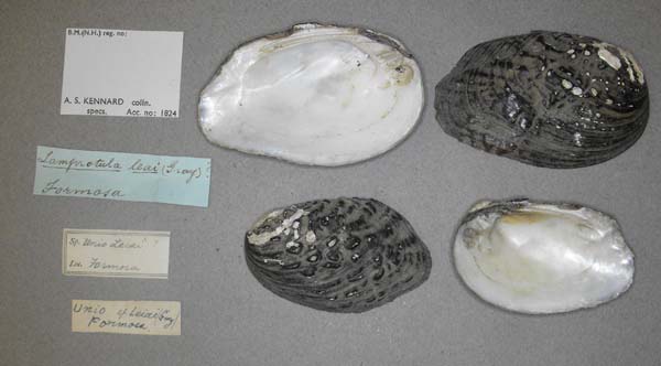 specimen