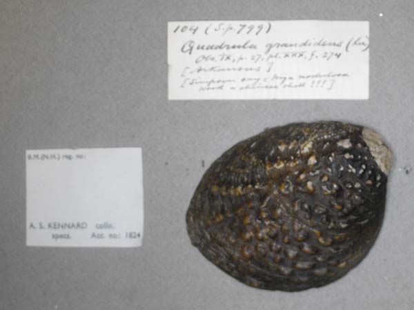 specimen
