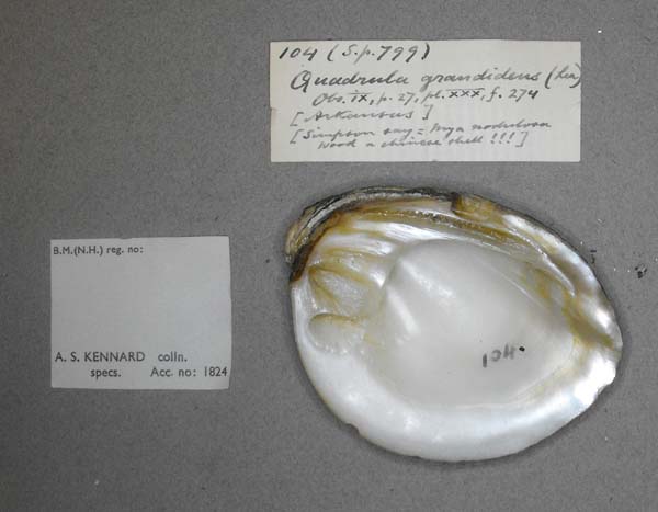 specimen