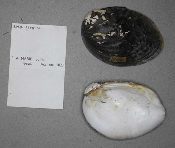 specimen