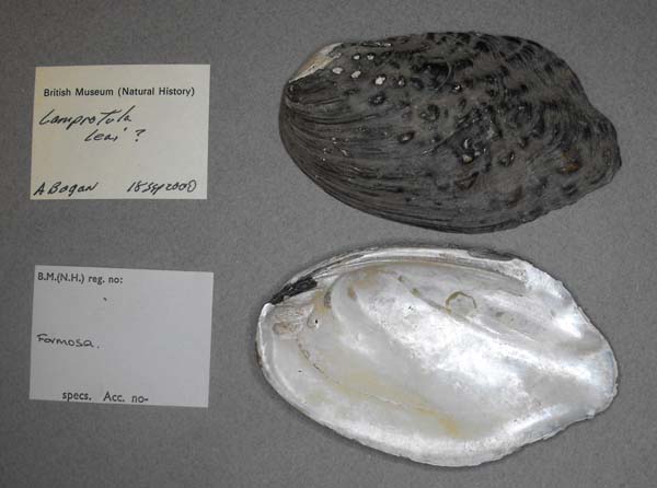 specimen