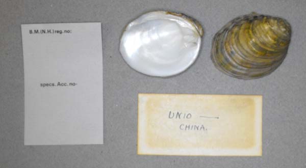 specimen