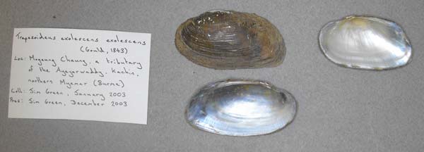 specimen