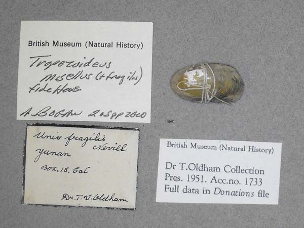 specimen