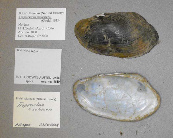 specimen