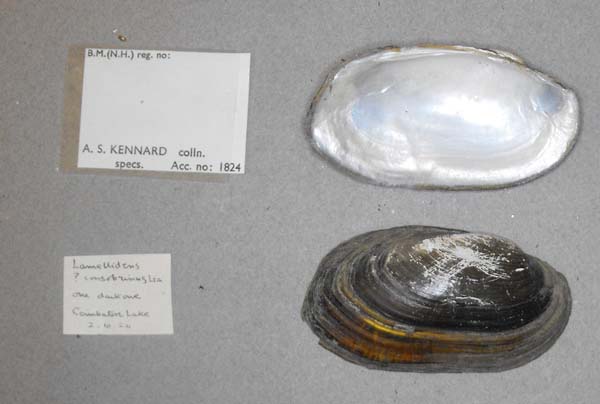 specimen