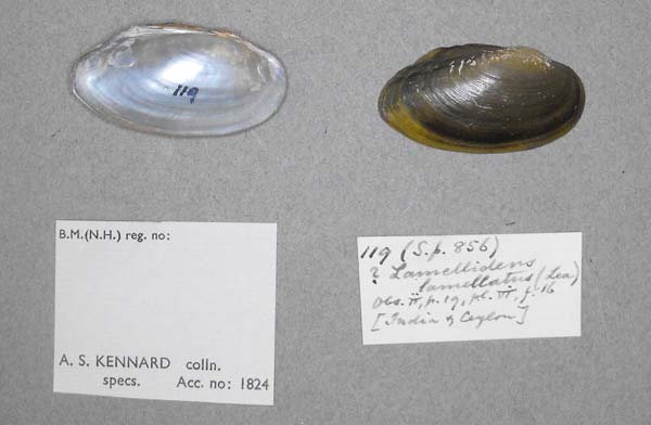 specimen