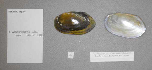 specimen